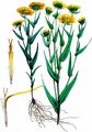 Meadow Fleabane - Inula britannica L.