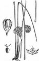 Flatter-Binse - Juncus effusus L.