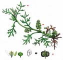 Swine-Cress - Lepidium coronopus (L.) Al-Shehbaz