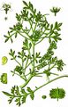 Swine-Cress - Lepidium coronopus (L.) Al-Shehbaz