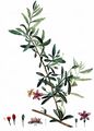 Duke Of Argyll's Teaplant - Lycium barbarum L.