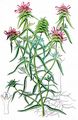 Crested Cow-Wheat - Melampyrum cristatum L.