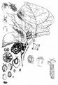 Black Mulberry - Morus nigra L.