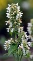 Cat-Mint - Nepeta cataria L.