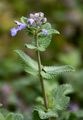 Cat-Mint - Nepeta cataria L.