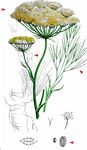 Arznei-Haarstrang - Peucedanum officinale L. 