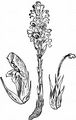 Yarrow Broomrape - Phelipanche purpurea (Jacq.) Soják