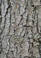 Stech-Fichte - Picea pungens Engelm.