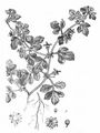 Paradox Cinquefoil - Potentilla supina L.