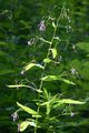 Purple Lettuce - Prenanthes purpurea L.