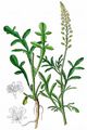 Wild Mignonette - Reseda lutea L.