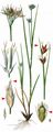 White Beak-Sedge - Rhynchospora alba (L.) Vahl
