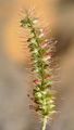 Green Bristle-Grass - Setaria viridis (L.) P. Beauv.