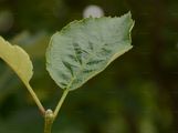  - Sorbus subg. Karpatiosorbus Májovský & Bernátová 