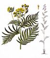 Tansy - Tanacetum vulgare L.