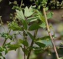 Small Meadow-Rue - Thalictrum simplex L.