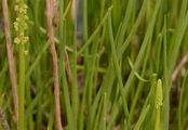 Sea Arrowgrass - Triglochin maritima L.