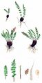 Alpen-Wimperfarn - Woodsia alpina (Bolton) Gray