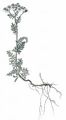 Schwarzrandige Schafgarbe - Achillea atrata L.
