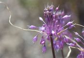 Gekielter Lauch - Allium carinatum L.
