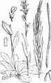 Behaarte Gänsekresse - Arabis hirsuta (L.) Scop.
