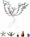 Quendel-Sandkraut - Arenaria serpyllifolia L.