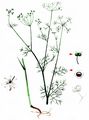 Wild Bishop - Bifora radians M. Bieb.