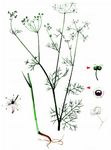 Strahlen-Hohlsame - Bifora radians M. Bieb. 