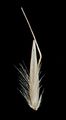 Calamagrostis varia (Berg-Reitgras) - Ährchen
