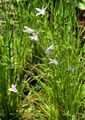 Spreading Bellflower - Campanula patula L.