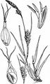 Distant Sedge - Carex distans L.