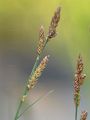 Hartman's Sedge - Carex hartmanii Cajander