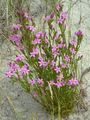 Seaside Centaury - Centaurium littorale (Turner) Gilmour