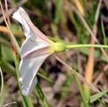 Field Bindweed - Convolvulus arvensis L.