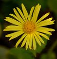Leopard's-Bane - Doronicum pardalianches L.