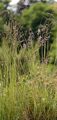 Amethyst-Schwingel - Festuca amethystina L.