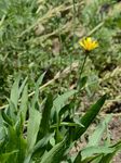 Hasenohr-Habichtskraut - Hieracium bupleuroides C. C. Gmel. 