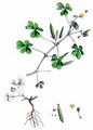 Procumbent Yellow-Sorrel - Oxalis corniculata L.