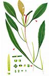 Flutendes Laichkraut - Potamogeton nodosus Poir. 