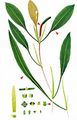 Loddon Pondweed - Potamogeton nodosus Poir.