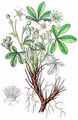 Weißes Fingerkraut - Potentilla alba L.