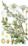 Schlehe - Prunus spinosa L. 