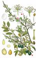 Blackthorn - Prunus spinosa L.