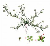 Niederliegendes Mastkraut - Sagina procumbens L. 