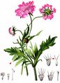 Glossy Scabious - Scabiosa lucida Vill.