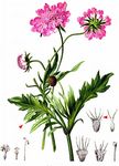 Glänzende Skabiose - Scabiosa lucida Vill. 