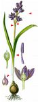 Donau-Blaustern - Scilla bifolia L. 
