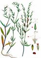 Forked Catchfly - Silene dichotoma Ehrh.