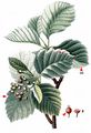  - Sorbus subg. Karpatiosorbus Májovský & Bernátová 