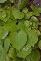Large-Leaved Lime - Tilia platyphyllos Scop.